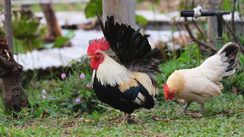 Chicken in a field