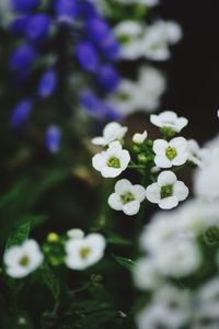 Close-up of white flowers blooming outdoors