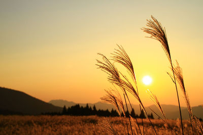 Crops growing on field against sky during sunset