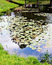 Lotus water lily in pond