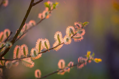 Beautiful willow branches with spring blossoms during morning hours. seasonal scenery of europe.