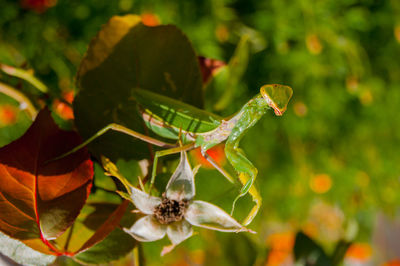 Close-up of insect on flower
