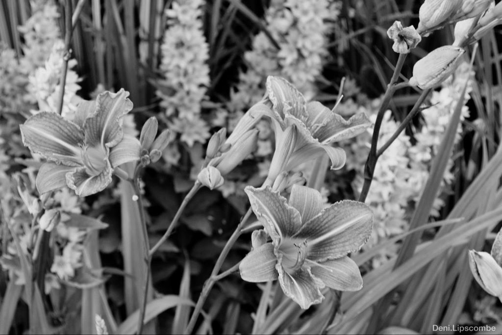 flower, freshness, petal, fragility, growth, flower head, plant, close-up, focus on foreground, beauty in nature, nature, blooming, stem, bud, leaf, outdoors, day, in bloom, no people, selective focus