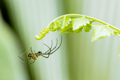 Close-up of insect on leaf