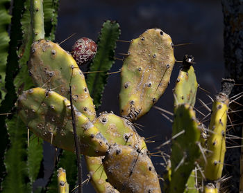 Close-up of prickly pear cactus