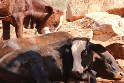 View of cows on rock