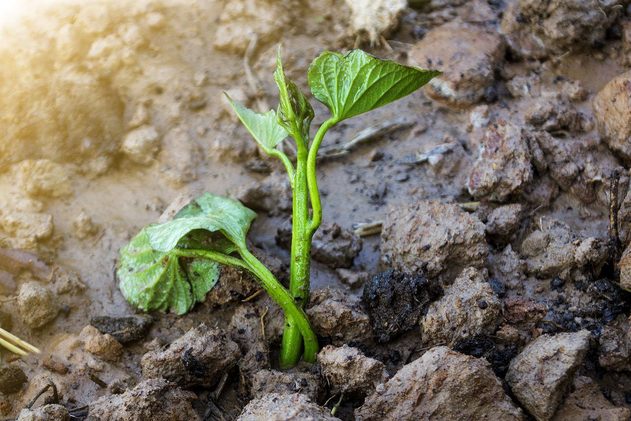 CLOSE-UP OF PLANT GROWING IN MUD