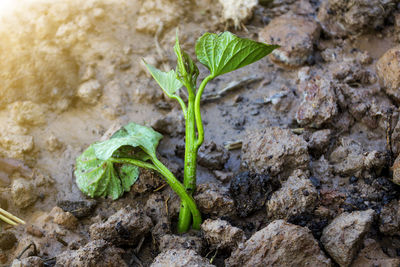 Close-up of fresh green plant