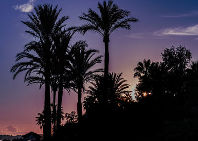 Low angle view of palm trees against sky during sunset