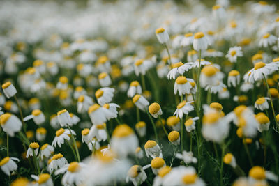 Close-up of yellow flowering plants on field