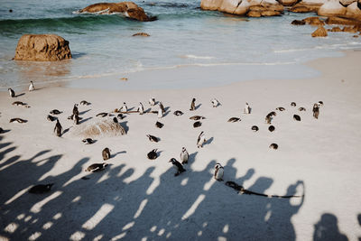 Penguins on shore at beach