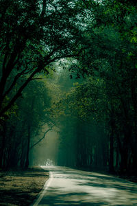 Road amidst trees in forest