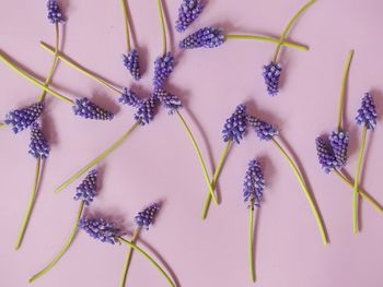 Close-up of purple flowering plant