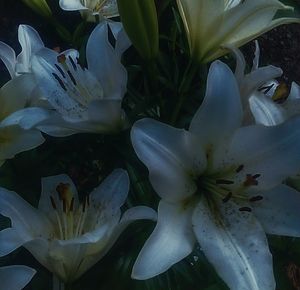 Close-up of white day lily blooming outdoors