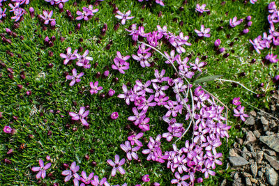 High angle view of purple flowering plants on field