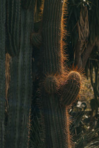 Close-up of tree trunk