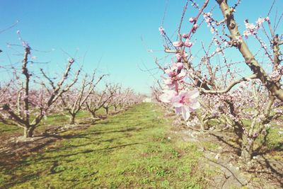 Pink flowers on tree against blue sky