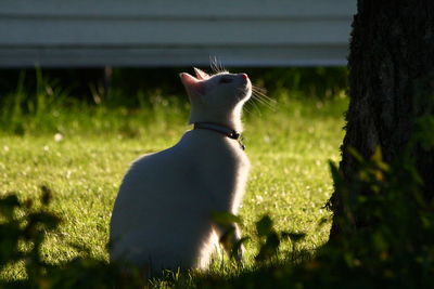 White cat looking up on field