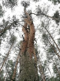 Low angle view of lizard on tree against sky