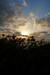 Silhouette of trees at sunset