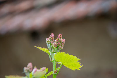 Close-up of pink flowering plant