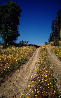 Road amidst trees against sky