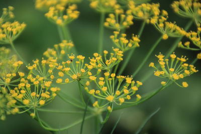 Close-up of yellow flowers