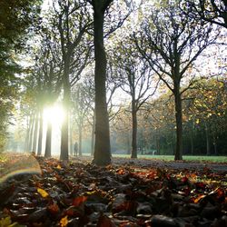 Sun shining through trees in forest