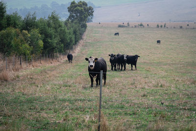 Horses in a field