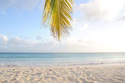 Palm tree on beach against sky