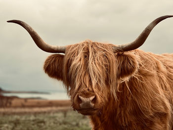 Highland cow