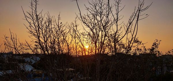 Silhouette plants against sky during sunset