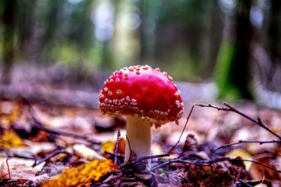 Close-up of fly agaric mushroom on field