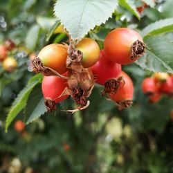 Close-up of fruits on tree