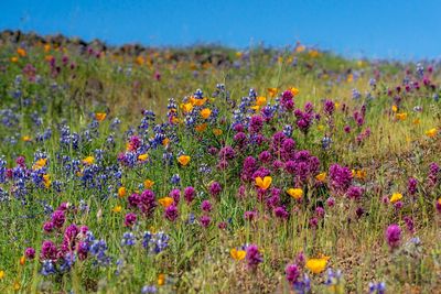 Close-up of fresh purple flowers in field