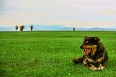 Dogs in a field