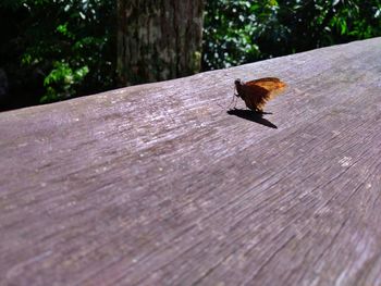 Close-up of bird on wood