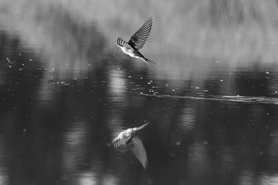 Reflection of bird on lake flying in mid-air