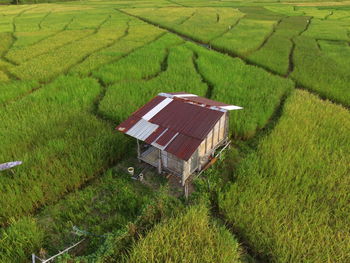 High angle view of agricultural field