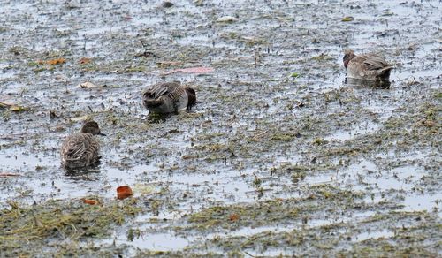 High angle view of birds on land