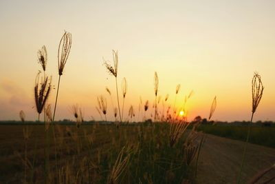 Scenic view of field against sky at sunset