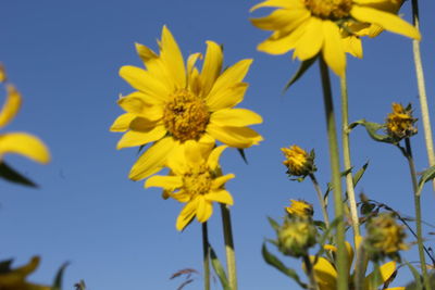 Low angle view of yellow flowering plant against sky