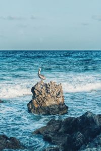 Pelican perching on rock in sea against sky