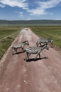 High angle view of zebras crossing road during sunny day