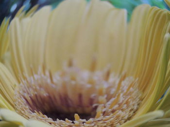 Close-up of flower against blurred background