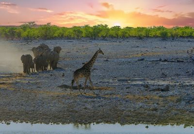 Horse standing on field against sky during sunset