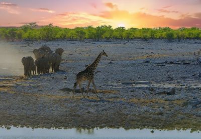 Giraffe and elephants standing on field against sky during sunset