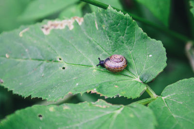 Close-up of insect on leaf