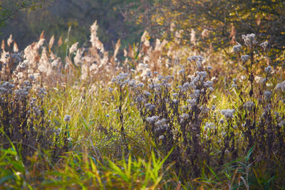 Plants growing on field