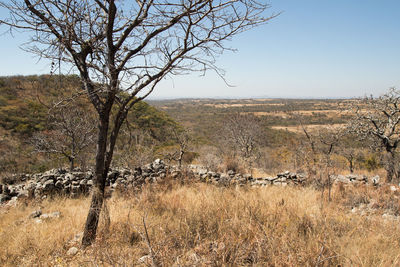 Bare tree on landscape against clear sky